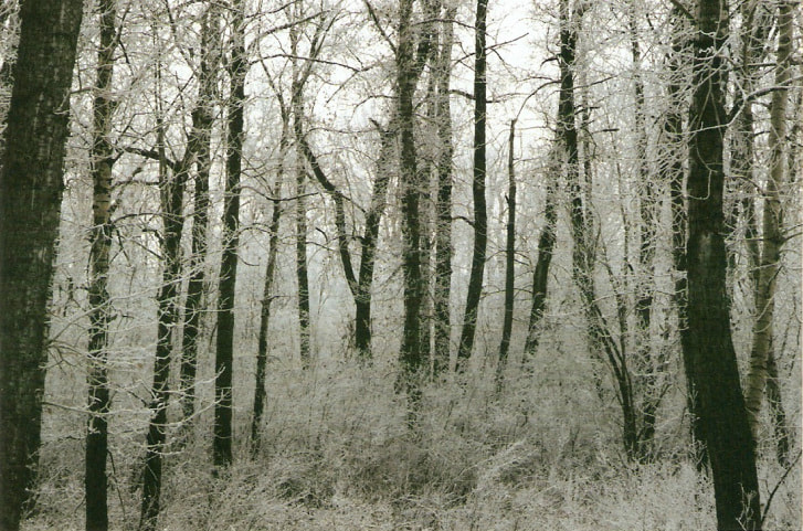 frost and bare trees